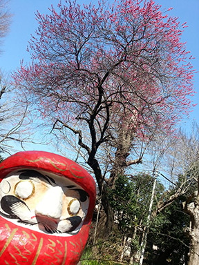 にわとくら